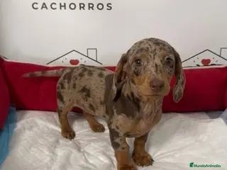 Teckel perros Teckel - Anuncio 1