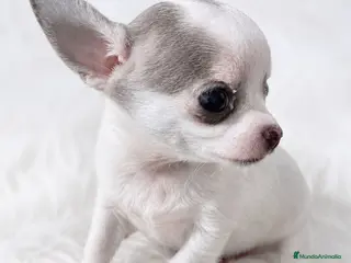 Chihuahua perros Chihuahua linea rusa - Anuncio 3