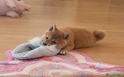 Shiba Inu perros en venta: SHIBA INU - Imagen 6