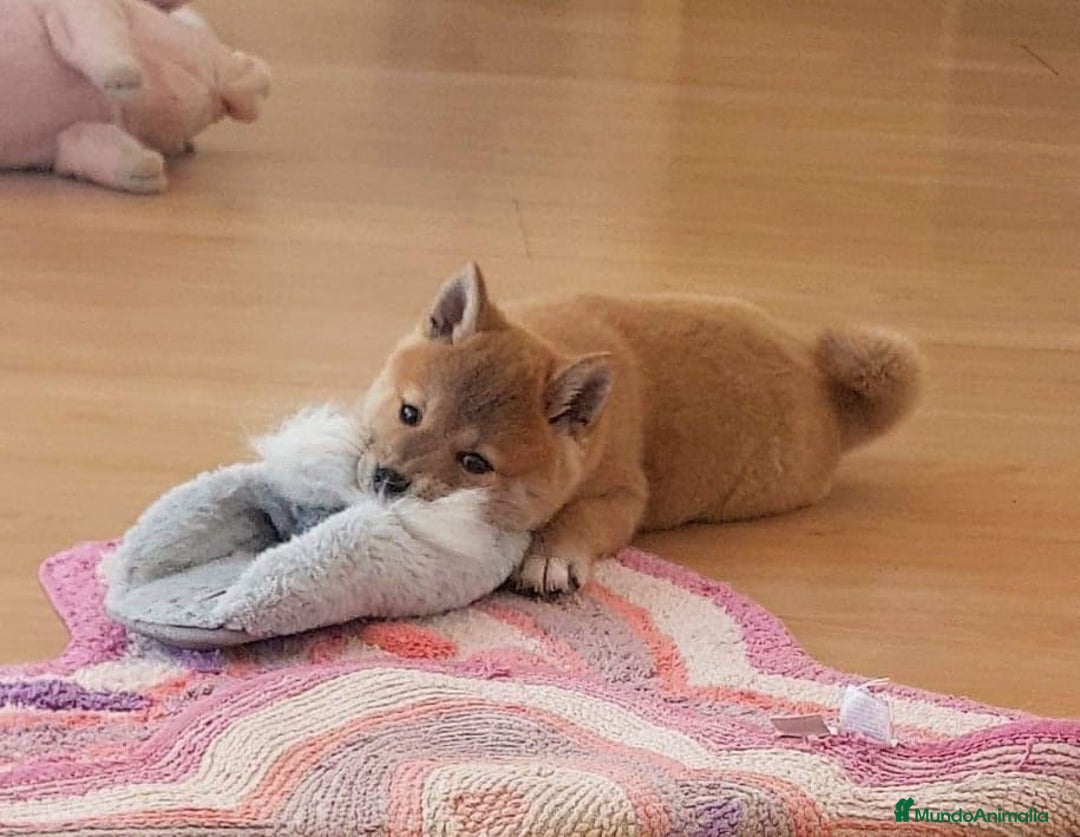 Shiba Inu perros en venta: SHIBA INU - Imagen 6
