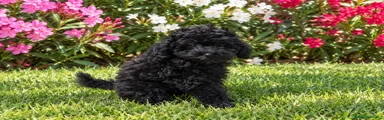 Caniche Toy 2