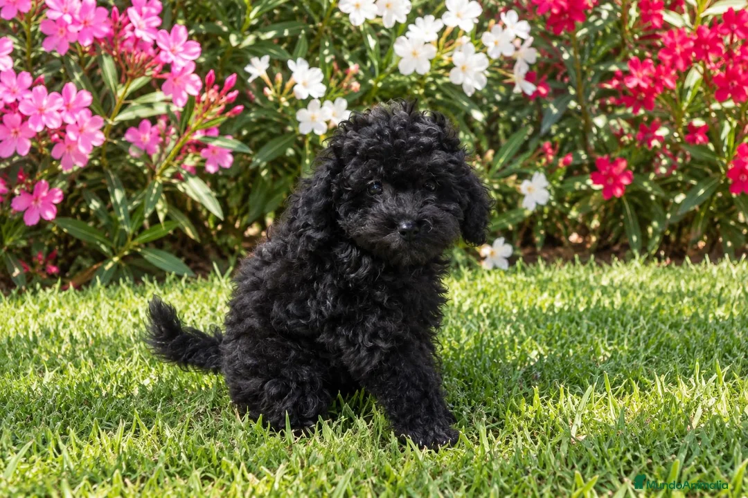 Caniche Toy perros en venta: Caniches toy 50% linea asiática  - Anuncio 2