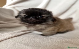 Pekinés perros en venta: Precioso machito de Pekines Imperial - Imagen 4