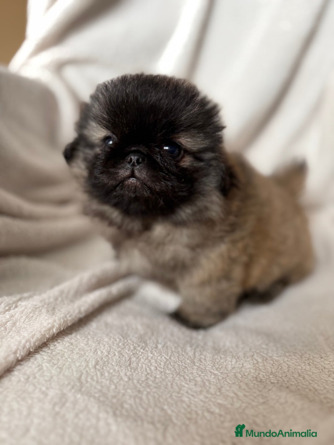 Pekinés perros en venta: Precioso machito de Pekines Imperial - Imagen 4