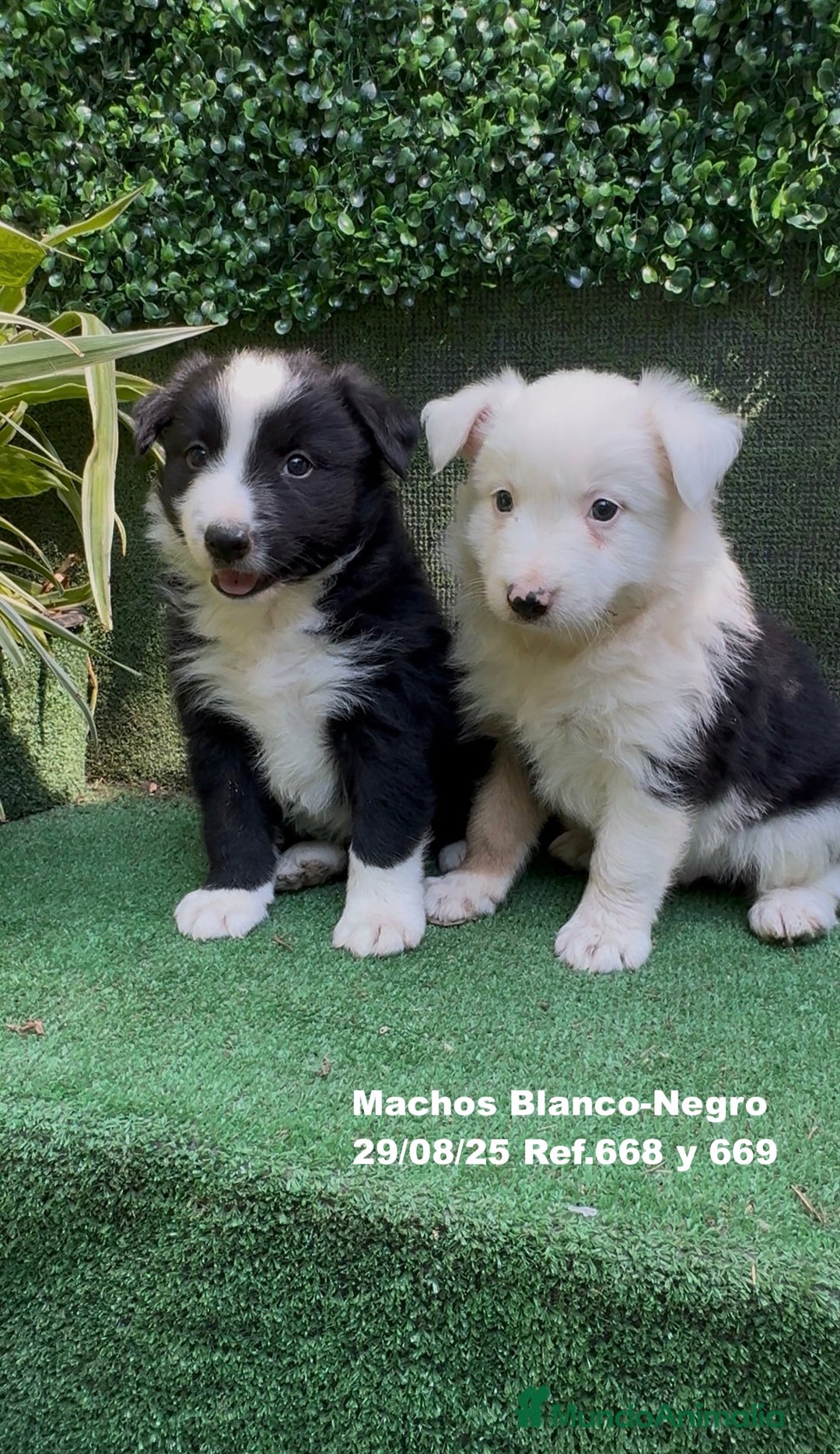 Border Collie perros en venta: Border Collie - Imagen 5