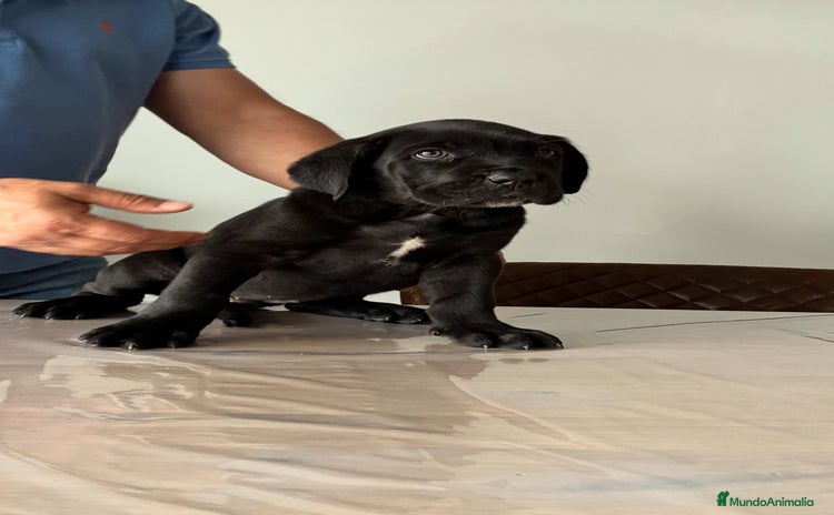 Cane Corso perros Cachorros de cane corso  - Anuncio 11