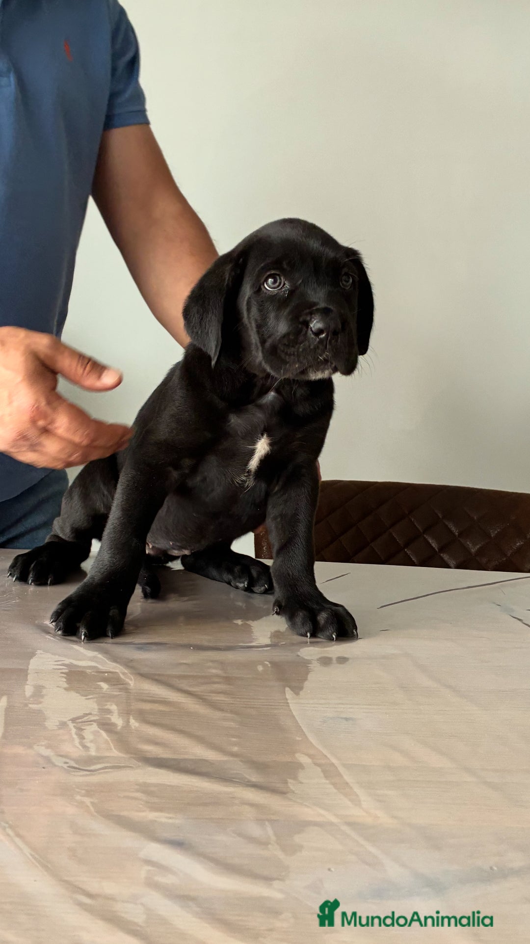 Cane Corso perros en venta: Cachorros de cane corso  - Imagen 3
