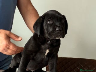 Cane Corso perros Cachorros de cane corso - Anuncio 3