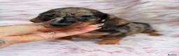 Teckel Miniatura perros en venta: TECKEL PELO DURO MINIATURA IMPRESIONANTES - Anuncio 9