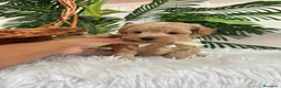 Maltipoo perros en venta: MALTIPOO MACHOS  - Anuncio 5
