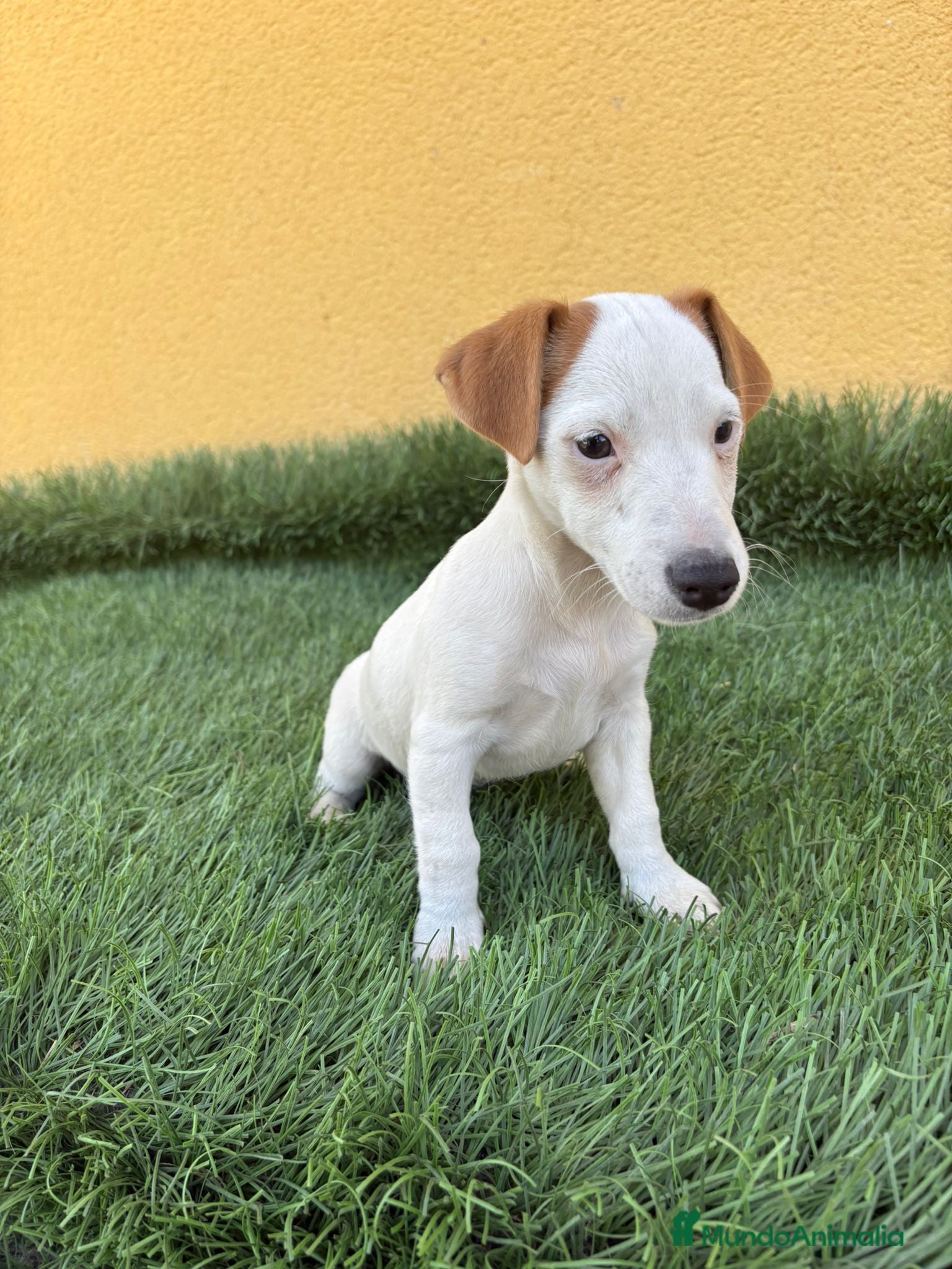Jack Russell Terrier perros web milcachorros.es - Anuncio 2