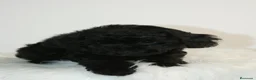 Caniche Toy perros en venta: CANICHE TOY NEGRO  - Anuncio 4