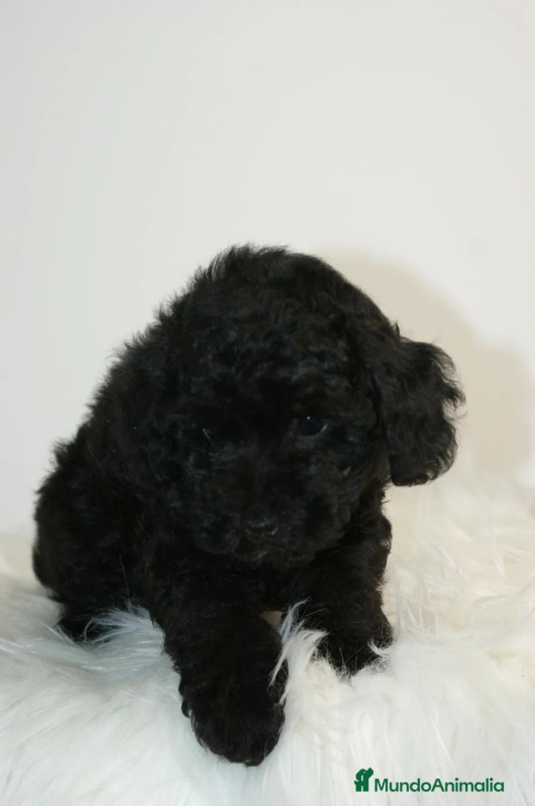Caniche Toy perros en venta: CANICHE TOY NEGRO  - Anuncio 4
