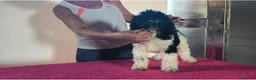 Caniche Gigante perros en venta: Caniches gigantes  - Anuncio 8