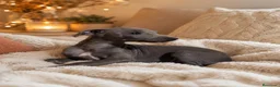 Whippet perros en venta: WHIPPET - Anuncio 3