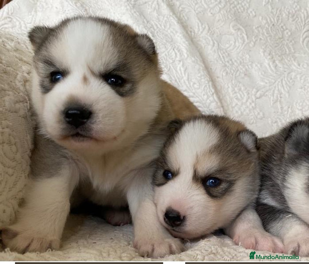 Husky Siberiano perros en venta: Husky Siberiano  - Anuncio 4