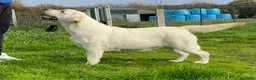 Labrador Retriever perros en venta: Cachorros Labrador retriever - Anuncio 5