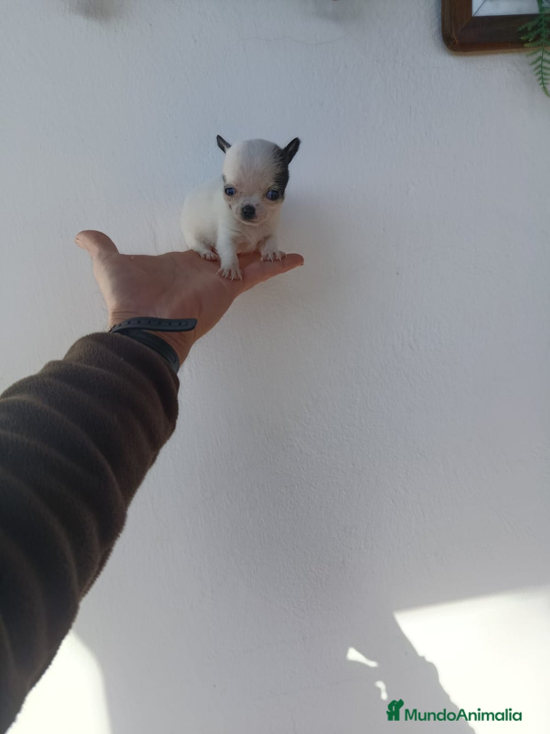 Chihuahua perros en venta: IMPRESIONANTE  CHIHUAHUA   LINEA  TOY   - Anuncio 16