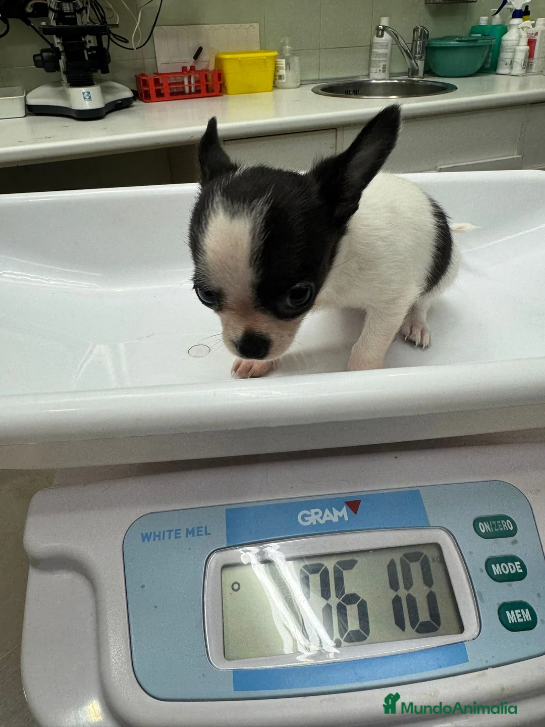 Chihuahua perros en venta: Chihuahua toy🐾❤️ - Anuncio 4