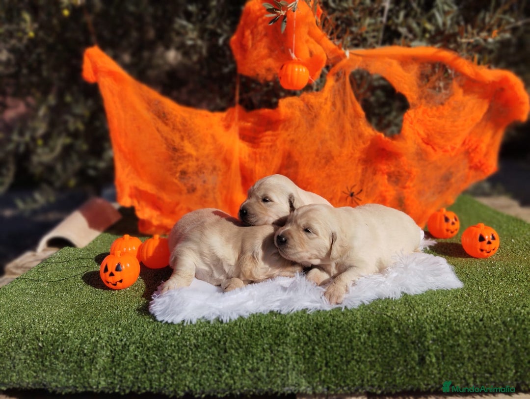 Golden Retriever perros en venta: Gran Camada de Golden Retriever - Imagen 6