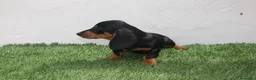 Teckel Miniatura perros en venta: Teckel miniatura  - Anuncio 7