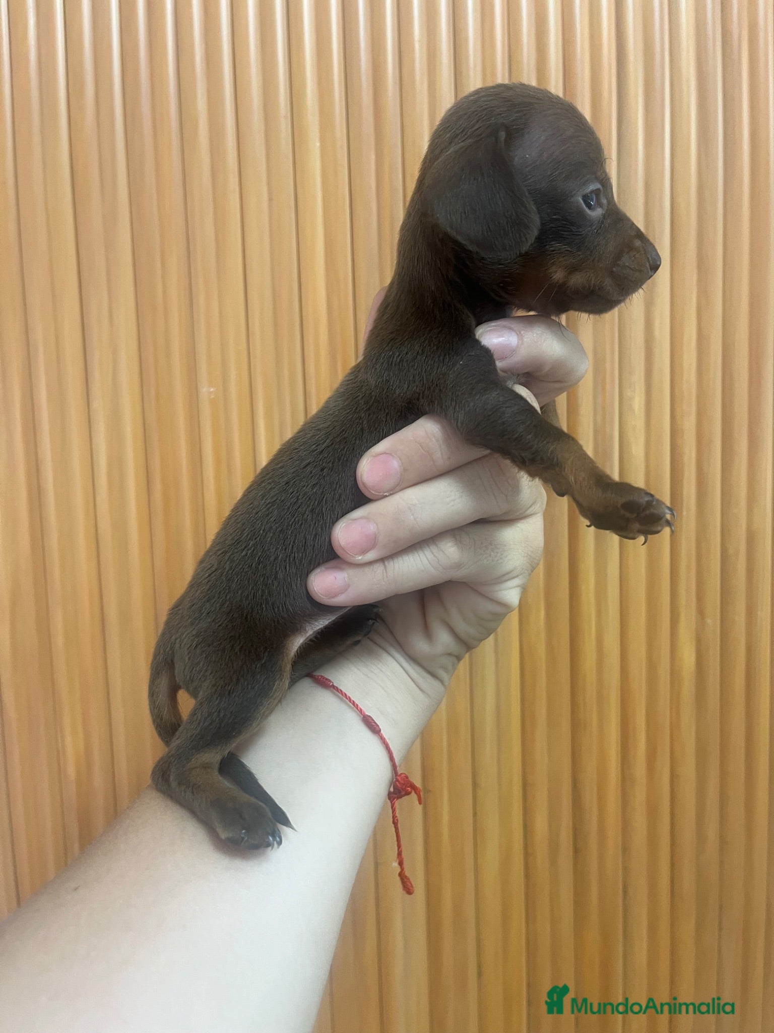 Teckel Miniatura perros Excelentes Teckel Kaninchen Chocolate. 601144783 - Anuncio 1