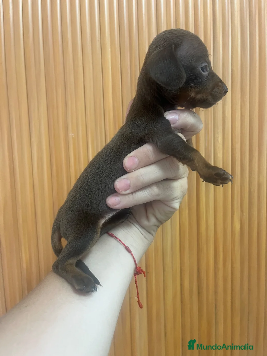 Teckel Miniatura perros en venta: Excelentes Teckel Kaninchen Chocolate. 601144783 - Anuncio 1