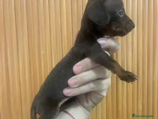 Teckel Miniatura perros Excelentes Teckel Kaninchen Chocolate. 601144783 - Anuncio 1