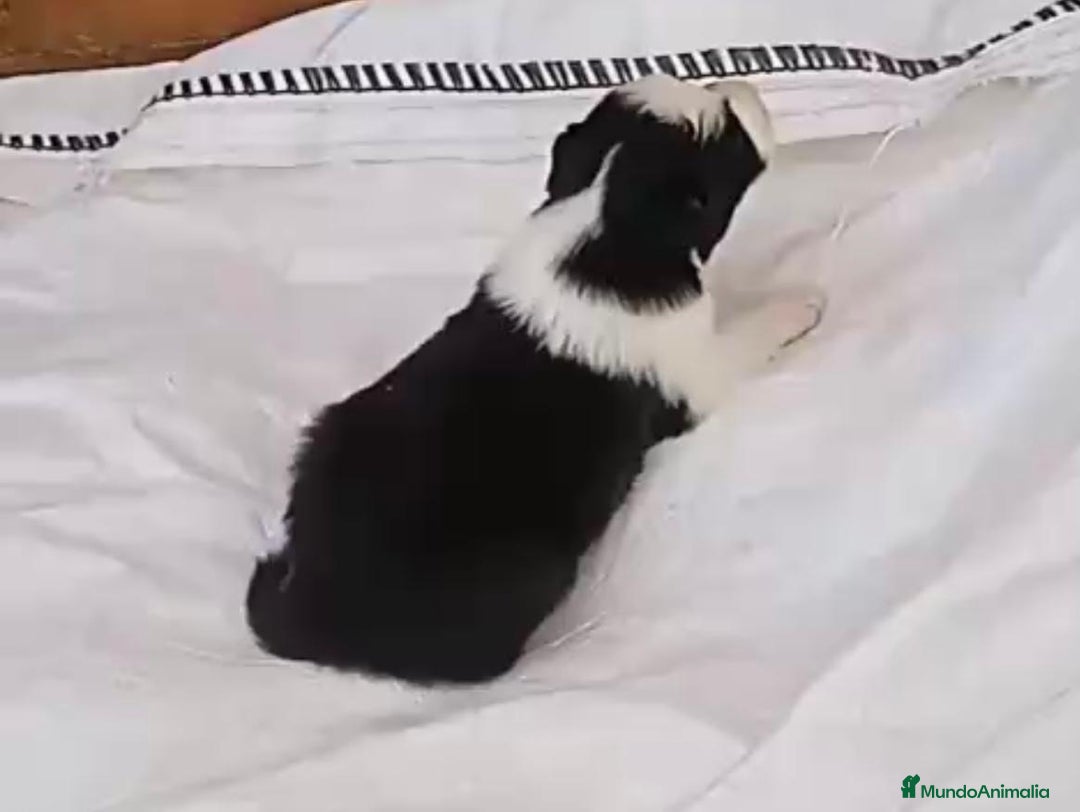 Border Collie perros en venta: Border collie  - Imagen 18