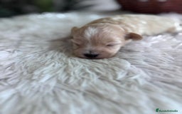 Maltipoo perros en venta: MALTIPOO MACHO - Imagen 4