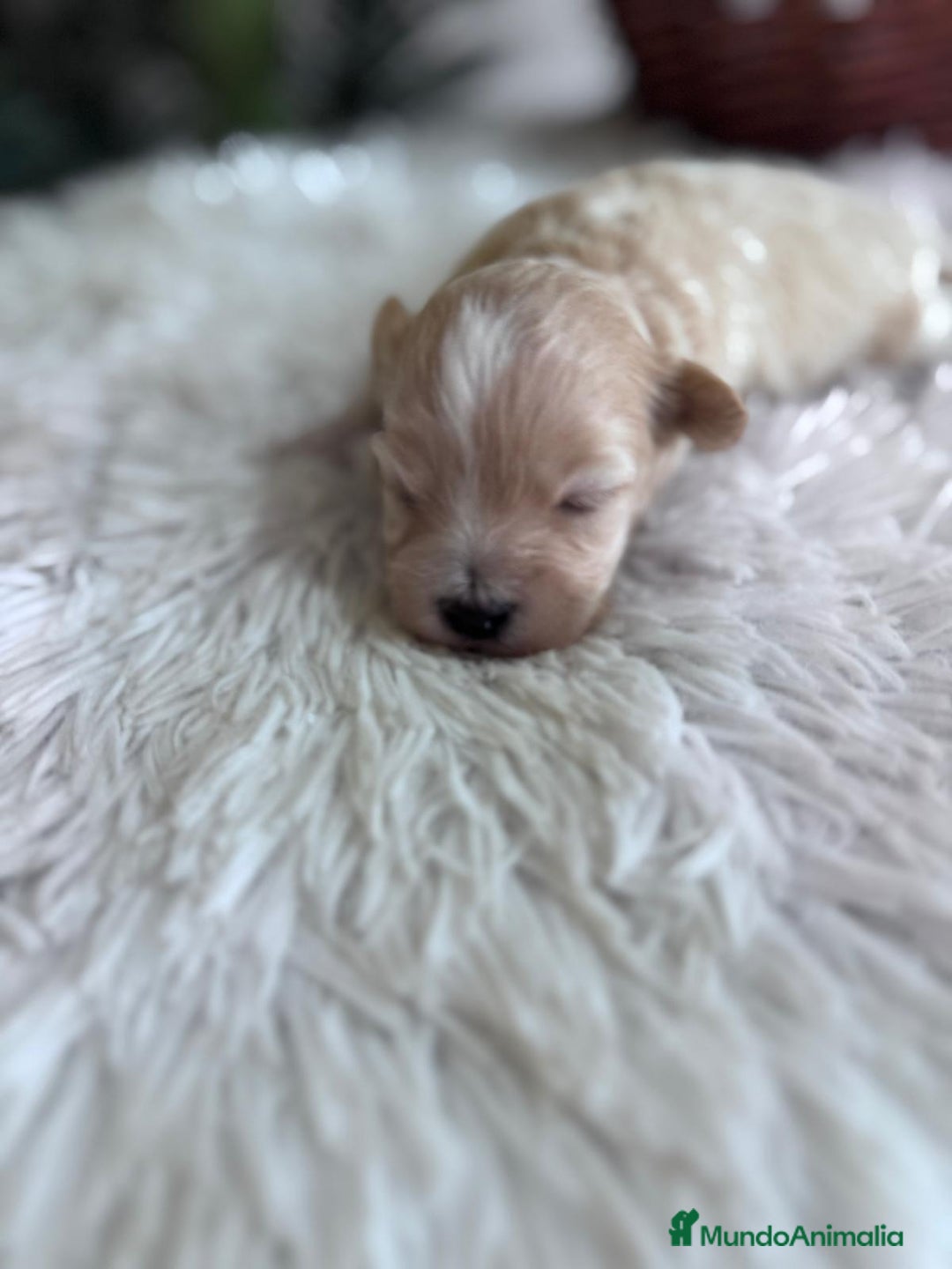 Maltipoo perros en venta: MALTIPOO MACHO - Imagen 4
