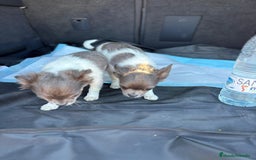 Chihuahua perros en venta: Chihuahuas pelo largo blanco blue - Imagen 13