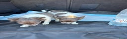 Chihuahua perros en venta: Chihuahuas pelo largo blanco blue - Anuncio 13