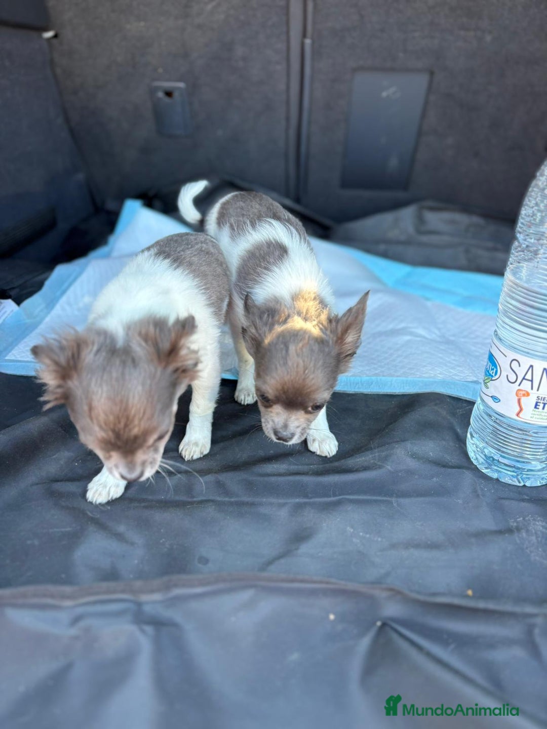 Chihuahua perros en venta: Chihuahuas pelo largo blanco blue - Imagen 13