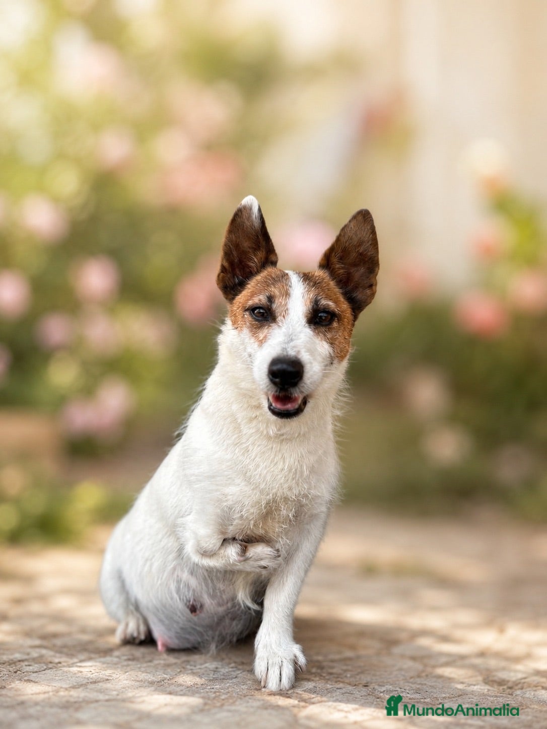 Jack Russell Terrier perros Cachorros de jack Russell disponibles - Anuncio 2