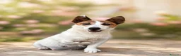 Jack Russell Terrier perros en venta: Cachorros de jack Russell disponibles - Anuncio 9