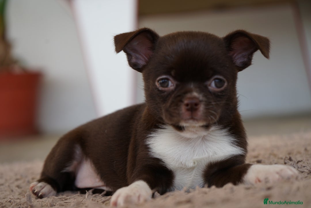 Chihuahua perros en venta: PADDY Y RONDA, DOS CHIHUAHUAS MUY ESPECIALES - Imagen 2