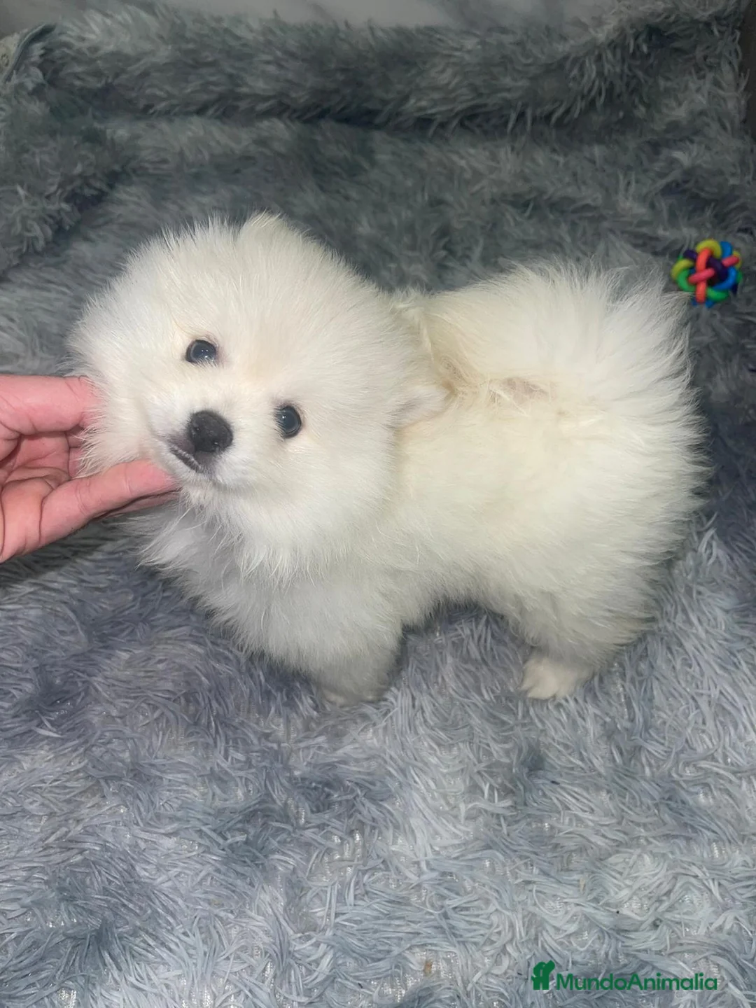 Pomerania perros en venta: Pomerania Toy super peludos muy buena morfología  - Anuncio 1