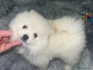 Pomerania perros Pomerania Toy super peludos muy buena morfología - Anuncio 1