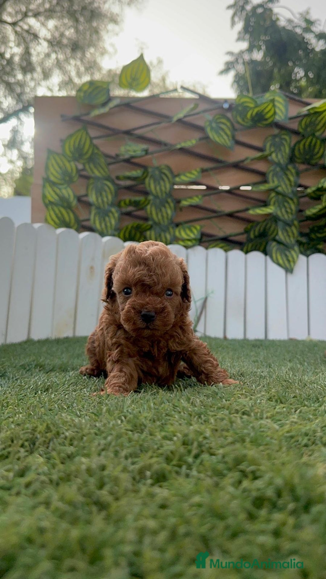 Caniche Toy perros en venta: CANICHE TOY - Imagen 5