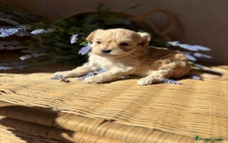 Maltipoo perros en venta: Maltipoo de caramelo hembra disponible  - Imagen 7
