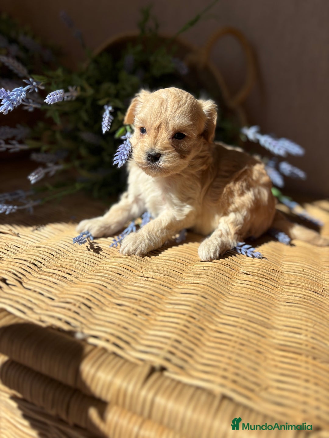 Maltipoo perros en venta: Maltipoo de caramelo hembra disponible  - Imagen 7
