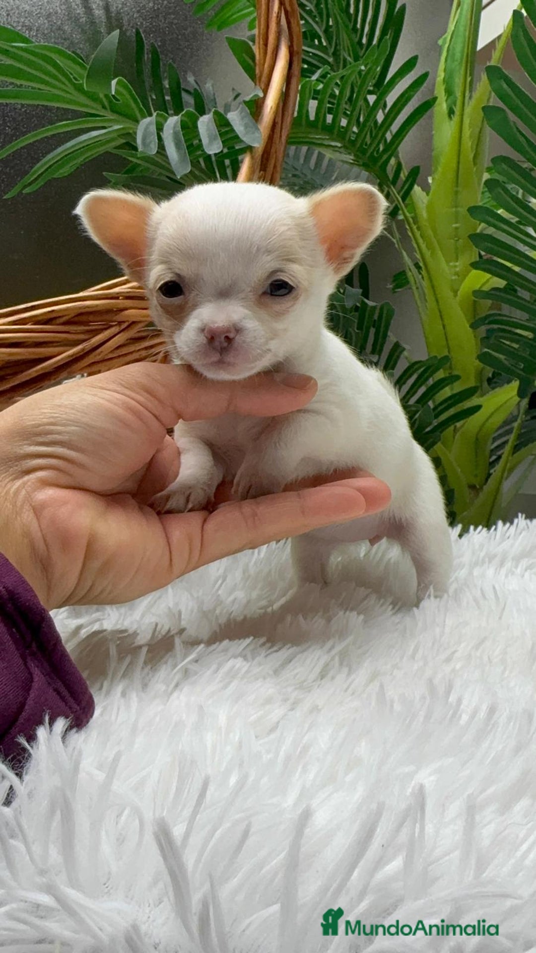 Chihuahua perros en venta: CHIHUAHUA HEMBRA - Anuncio 4