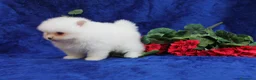 Pomerania perros en venta: POMERANIA  LINEA TOY   MUY CHATO - Anuncio 20