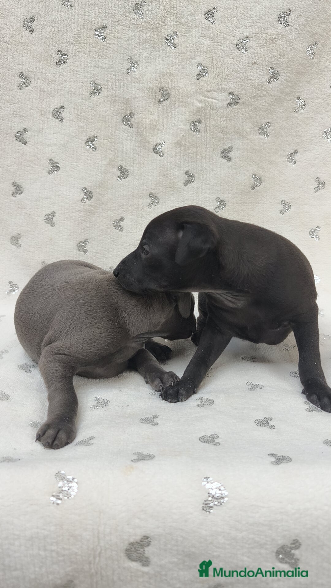 Pequeño Lebrel Italiano perros en venta: Pequeño lebrel Italiano macho - Anuncio 5