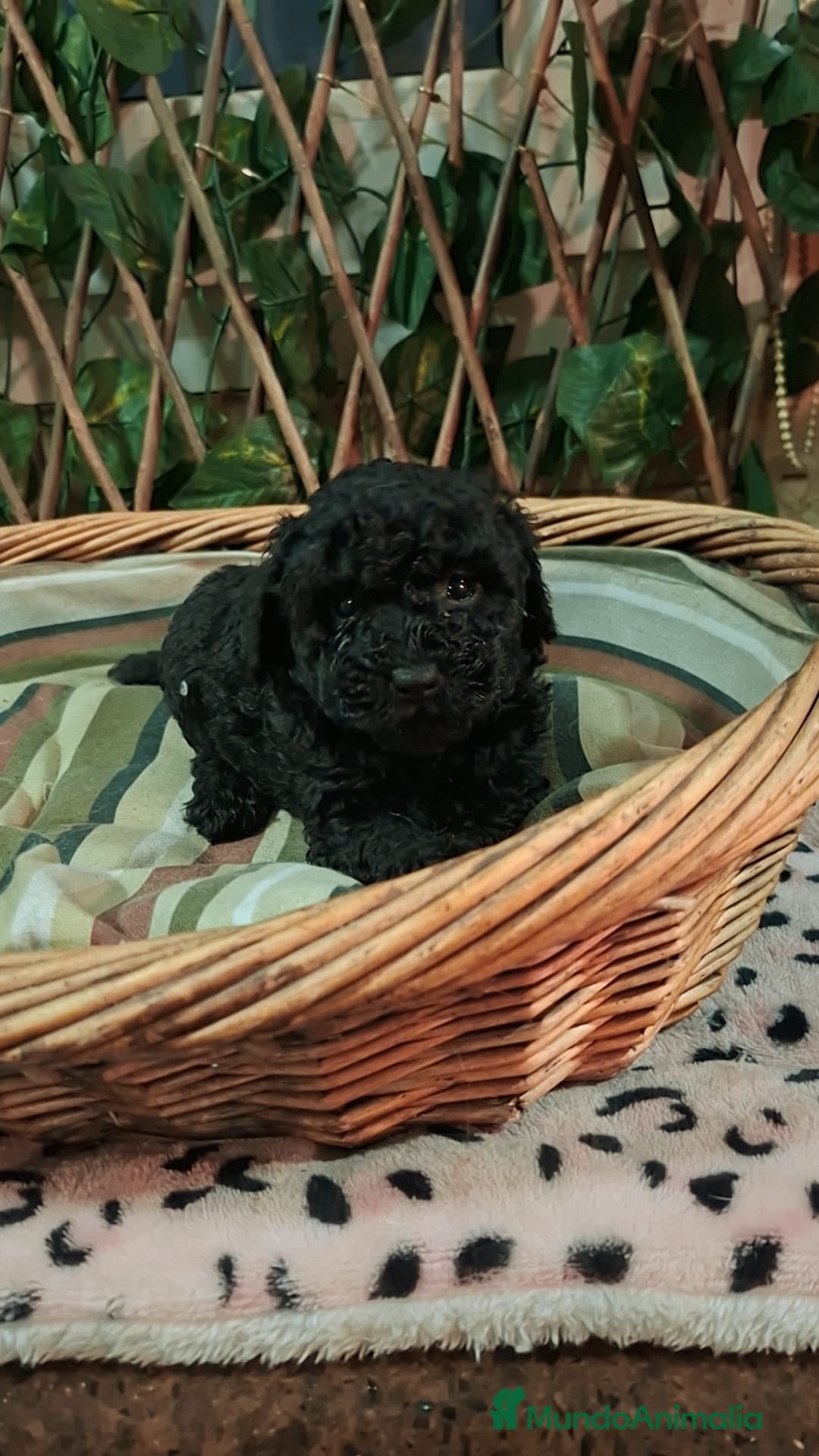 Caniche Toy perros Hembra negra  - Anuncio 1