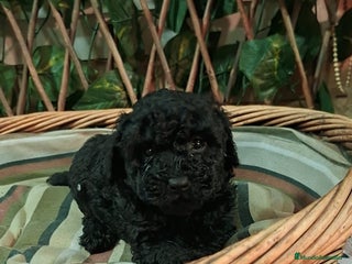 Caniche Toy perros Hembra negra - Anuncio 1