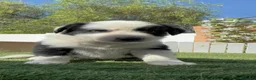 Border Collie perros en venta: 🐶 HEMBRAS BORDER COLLIE BLANCO Y NEGRO 🖤🤍 - Anuncio 20
