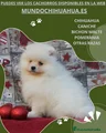 Pomerania Cachorro 12