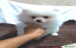 Pomerania perros en venta: PRECIOSAS HEMBRITAS CHIQUITINAS DE POMERANIA - Imagen 1